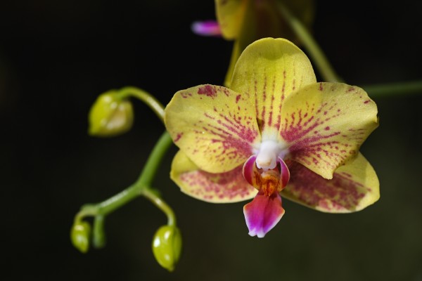 Green and Reddish Orchid by Joy Watson